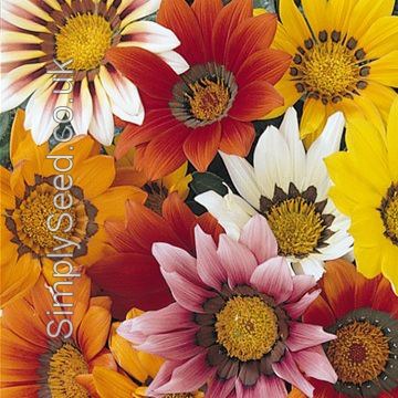 Gazania Seeds - Mixed